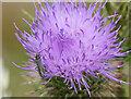 Oedemera lurida on Thistle flower