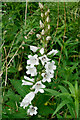 Giant  Bellflower beside the High Drive, Rosehaugh