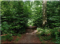 Woodland path, Chellow Dene, Bradford