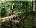 Chellow Dene Beck emerging from a culvert, Bradford