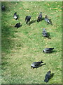 NT2470 : Jackdaws in the garden by M J Richardson