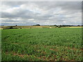 Field of peas off Horsemoor Lane. Hemingby