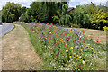 Wild flower planting on Church Lane