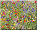 Wild flower planting on Church Lane