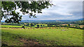 Cattle in summer pasture, 2