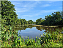 TQ3137 : Rowfant Mill Pond by Robin Webster