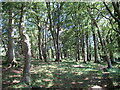 Sun-dappled woodland at Castle Hill