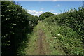 Hamstead Trail towards Wellow