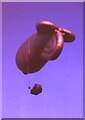 NZ2366 : Barrage balloon parachute training by Leanmeanmo