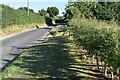 Roadside verge near Ryall