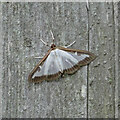 Box-tree moth