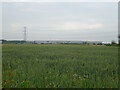 Cereal crop off Stoke Road