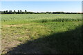 Looking over the crop to the line of the bridleway