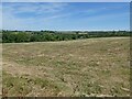 View over parched field, towards Albion Plants