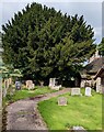 SO3031 : Churchyard yew, Llanveynoe, Herefordshire by Jaggery