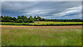 Grassland near Ton Uchaf Farm