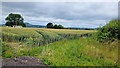 Wheat field opposite Cefn Cottage