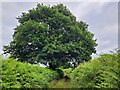 Oak tree by the green lane