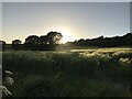 Late evening sun south of Heddon-on-the-Wall