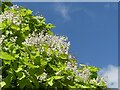 Catalpa tree in bloom in Faringdon Road Park