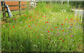 Wild flowers, Over Monnow