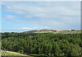 Pond and woodland at Kirkton