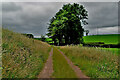 Lane at Beagh