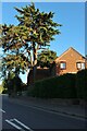 Conifer tree on The Parade, Bourne End