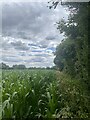 Tall hedge alongside field of corn