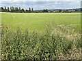 Wiltshire farmland