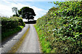 A sharp bend ahead on Raneese Road