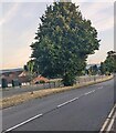 ST3091 : Tree in the middle of the A4051, Malpas, Newport by Jaggery