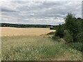 Crop Field near Annesley