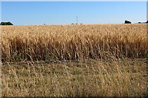 SU6385 : Wheat field by Church Lane, Ipsden by David Howard