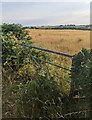 Overgrown field gate near Earlswood