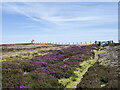 NY9445 : Moorland with bell heather in flower by Trevor Littlewood