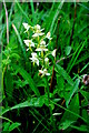NG2149 : Lesser butterfly orchid (Platanthera bifolia) by Tiger