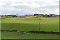 Pasture, Struell Valley