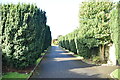 Avenue of trees, Saul