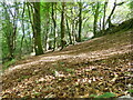 Upper Gover Valley Woodland