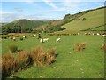 Sheep pasture by Ty Bach