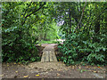 New path, Crawley Down