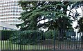 Tree and office block on Montpellier Terrace, Cheltenham