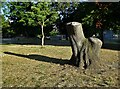 Tree stump in Normand Park