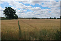 Barley field by Hindolveston