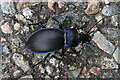 Violet Ground Beetle (Carabus violaceus)