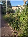 Unmown edge of a path, Claremont, Newport