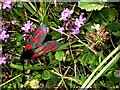 C6638 : Six-spot burnett moth, Magilligan Point by Kenneth  Allen