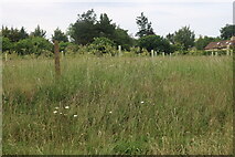 TL4747 : Grassland by the A505, Duxford by David Howard