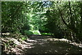 Woodland footpath